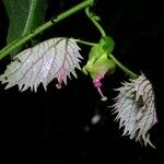 Dalechampia dioscoreifolia 花