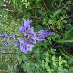 Hosta ventricosa Blüte
