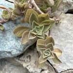 Coleus neochilus Leaf