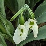 Galanthus elwesii Blüte