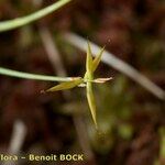 Carex pauciflora Inny