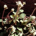 Micranthes virginiensis Flower