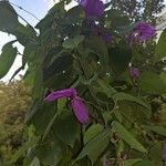 Dalechampia dioscoreifolia Flower