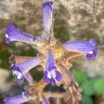 Orobanche nana Кветка