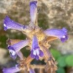 Orobanche nana Flower