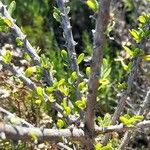 Fuchsia lycioides Bark