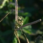 Senna occidentalis Fruit