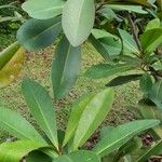 Norantea guianensis Blatt