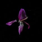 Indigofera cassioides Flower