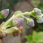Ribes nigrum Λουλούδι