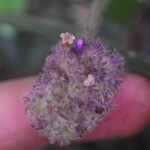 Trichostachys aurea Flor