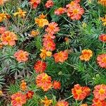 Tagetes tenuifolia Libunga