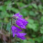 Campanula tracheliumКветка