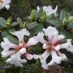 Rhododendron trichostomum Kvet