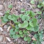 Dichondra micrantha Habit