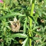 Hibiscus cannabinus Fruto