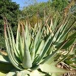 Aloe pretoriensis ᱥᱟᱠᱟᱢ