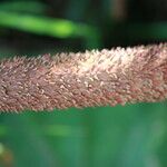 Gunnera insignis Bark