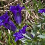 Gentiana alpina Blomma