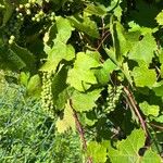 Vitis ripariaبرگ