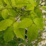 Staphylea trifolia Leaf