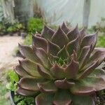 Echeveria purpusiorum Folha