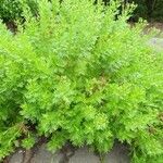 Artemisia annua ഇല