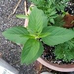 Monarda didyma葉