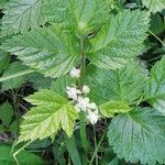 Rubus saxatilis 叶