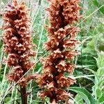 Orobanche elatior Flor