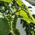 Solanum betaceum Flower