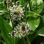 Plantago argentea Fula