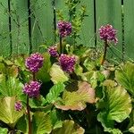 Bergenia crassifoliaKukka