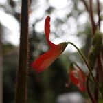 Hylodesmum repandum Λουλούδι