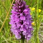 Dactylorhiza maculataFlor