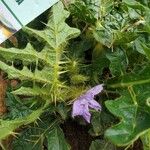 Solanum dasyphyllum Kukka