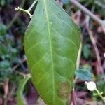 Euonymus japonicus Frunză