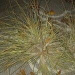 Tillandsia bartramiiЛист