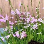 Erica verticillata Flower