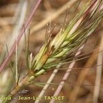 Taeniatherum caput-medusae Fruit