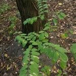 Robinia pseudoacacia Folha