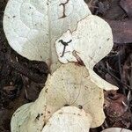 Pyrola elliptica Leaf