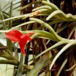 Tillandsia albertiana