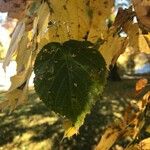 Tilia × euchlora Folla