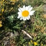 Leucanthemum graminifolium Цвят