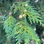 Chamaecyparis lawsoniana Levél