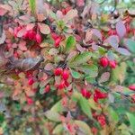 Berberis thunbergiiFruit