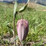 Fritillaria tubaeformis Õis