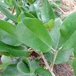 Manilkara hexandra Leaf