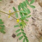 Hippocrepis biflora Leaf